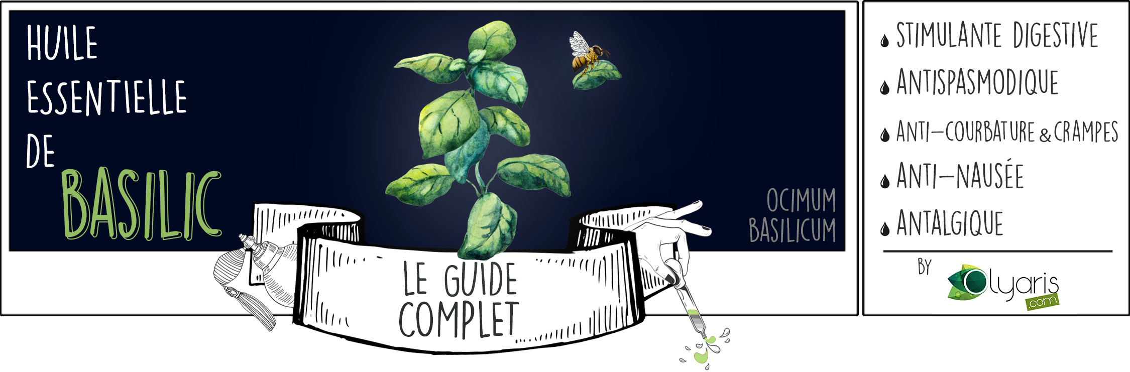 Huile Essentielle de Basilic : le Guide Complet par Olyaris